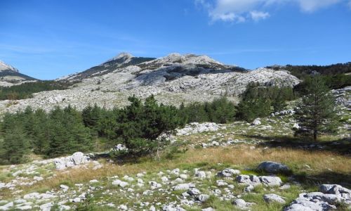 Zdjcie CZARNOGRA / pnocna Czarnogra / P.N. Lovcen / Park Narodowy Lovcen