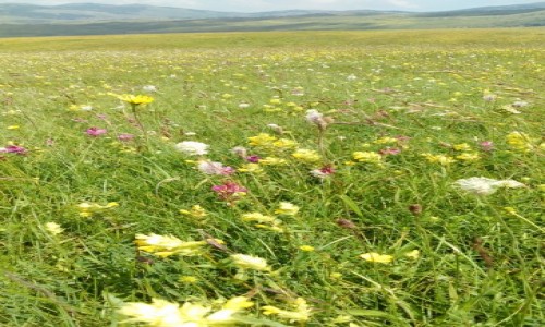 Zdjecie CZARNOGRA / Durmitor / Park Narodowy Durmitor / ka kwitnca