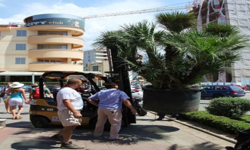 Zdjcie CZARNOGRA / Budva / Nowe miasto / Palemka w doniczce
