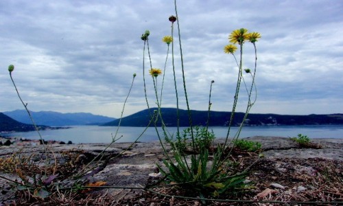 Zdjecie CZARNOGRA / Boka Kotorska / Herceg Novi / Giganty