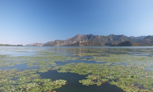 Zdjcie CZARNOGRA / Skadar Lake National Park / Vranjina / Skadar Lake National Park
