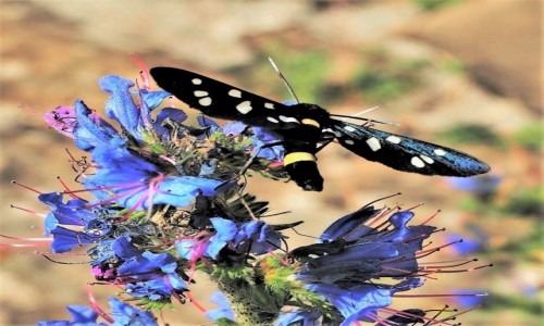 Zdjęcie CZARNOGÓRA / - / Savnik / Oblaczek granatek...