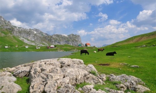 Zdjecie CZARNOGRA / Kolasin / Moraa / Nad jeziorem Kapetanovo