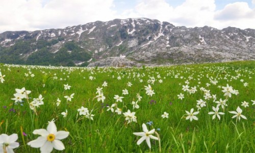 Zdjcie CZARNOGRA / Kolasin / Moraa / Uroki Czarnogry