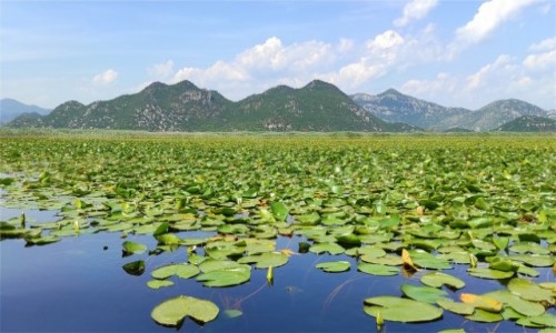 Zdjcie CZARNOGRA / Podgorica / Jezioro Szkoderskie / Jezioro Szkoderskie