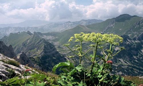 Zdjęcie CZARNOGÓRA / Góry Dynarskie / Durmitor / Roślinka na wysokościach