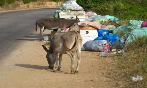 Zdjecie CZARNOGÓRA / brak / Droga z Baru do Ulcinj / Osiołki buszujące w śmieciach