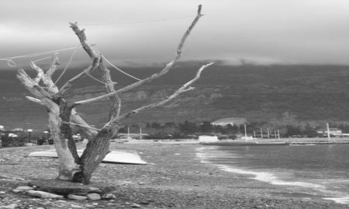 Zdjecie CZARNOGRA / Czarnogra / Budva / drzewko