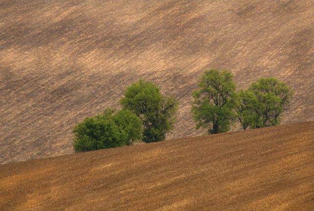 Zdjęcia: Nasledovice, Morawy, zielone na brązowym, CZECHY Zdjęcia: Nasledovice, Morawy, zielone na brązowym, CZECHY