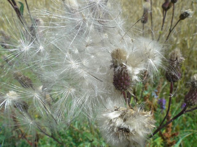 Zdjęcia: Piseczna, Jeseniki, "Otulone" srebrem..., CZECHY Zdjęcia: Piseczna, Jeseniki, "Otulone" srebrem..., CZECHY