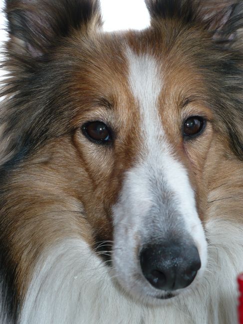 Zdjęcia: Odludzie, Czechy, Lassie, CZECHY Zdjęcia: Odludzie, Czechy, Lassie, CZECHY