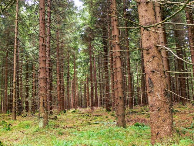 Zdjęcia: MASYW ŚNIEŻNIKA, MASYW ŚNIEŻNIKA, Górski las świerkowy, CZECHY Zdjęcia: MASYW ŚNIEŻNIKA, MASYW ŚNIEŻNIKA, Górski las świerkowy, CZECHY