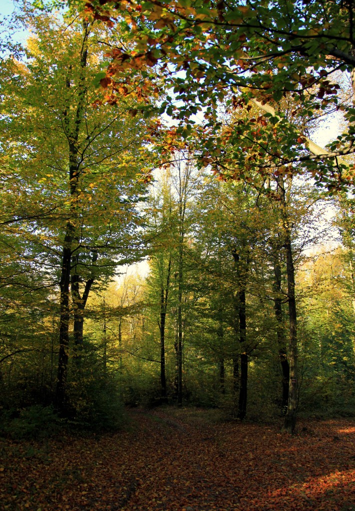 Zdjęcia: Czarna Góra, Morawy, Jesienny spacer 2, CZECHY Zdjęcia: Czarna Góra, Morawy, Jesienny spacer 2, CZECHY