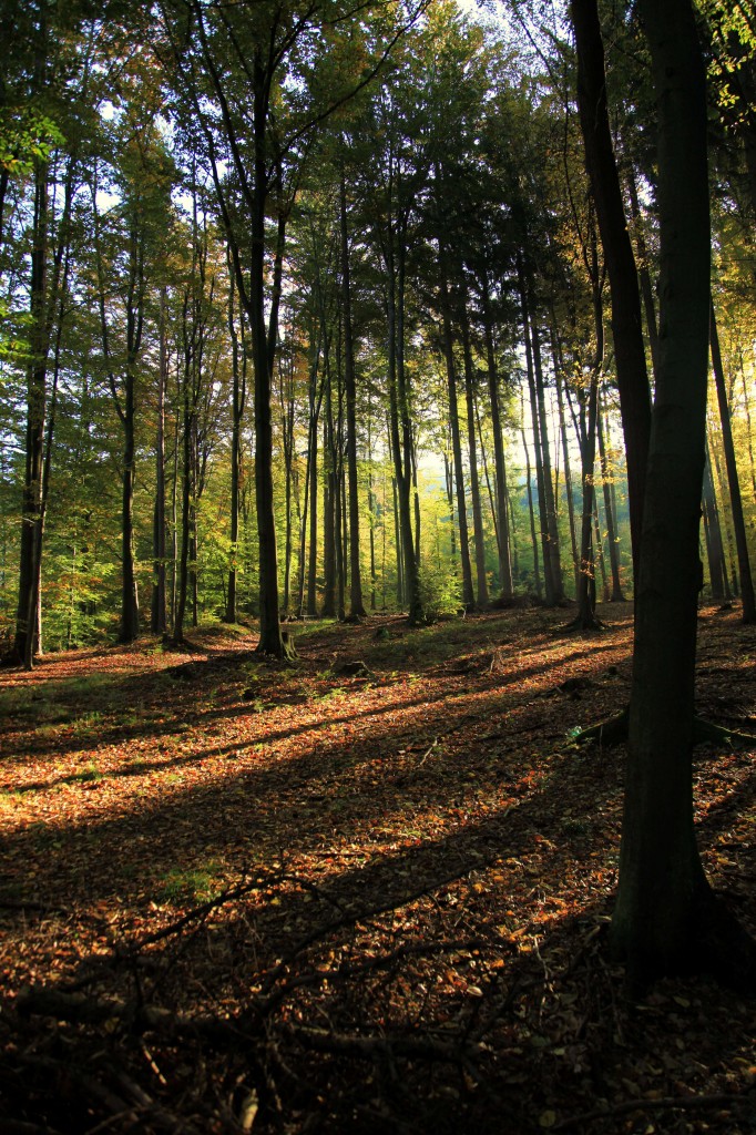 Zdjęcia: Czarna Góra, Morawy, Jesienny spacer 3, CZECHY Zdjęcia: Czarna Góra, Morawy, Jesienny spacer 3, CZECHY
