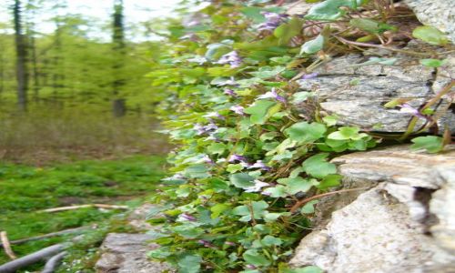 Zdjęcie CZECHY / Góry Rychlebskie / Ruiny Zamku Rychleby / Ściana