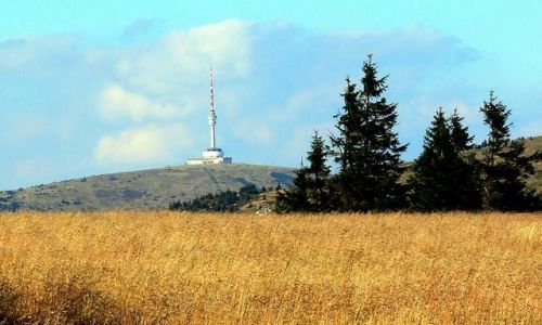 Zdjecie CZECHY / JESENNIKI - GWNY GRZBIET / okolice  Kamzika  -1419 / zota trawa