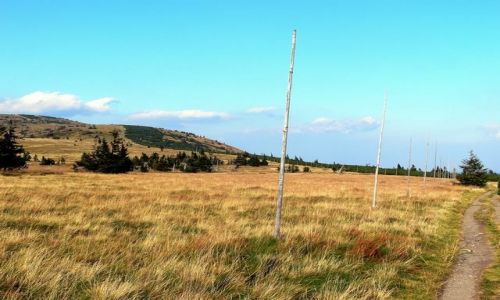Zdjęcie CZECHY / JESENNIKI - GŁÓWNY GRZBIET / Wysokie Hole / Górska łąka