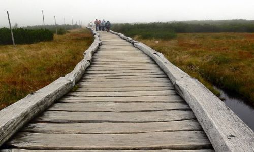 Zdjęcie CZECHY / karkonosze czeskie / Równia pod Snieżką / kładeczką przez górskie mokradła
