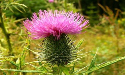 Zdjęcie CZECHY / karkonosze czeskie / okolice Pecu po Snieżką / zerwij mnie