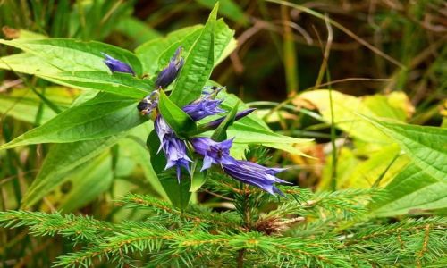 Zdjęcie CZECHY / karkonosze czeskie / okolice Pecu po Snieżką / Matka natura to super kwiaciarka