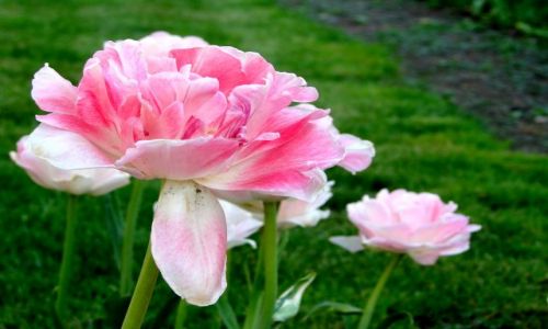Zdjecie CZECHY / Praga / obok pomnika rosy / Tulipan