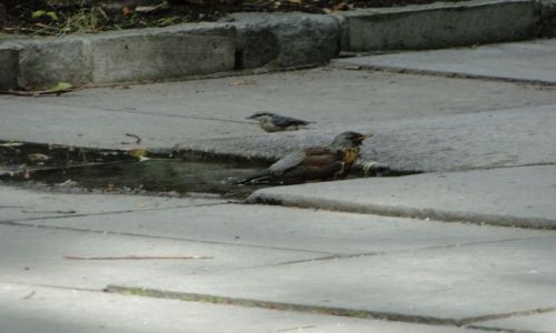 Zdjęcie CZECHY / Jesenik  / Park Priessnitz / Ptasie kapielisko......kowalik drugi w kolejce