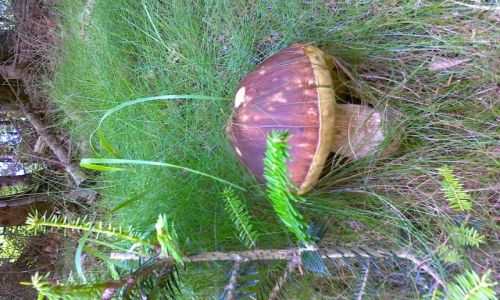 Zdjecie CZECHY / Rejviz / Na szlaku na Zlaty Chlum/Zoty Hem/ / Grzybobranie czas zacz...borowik 1,10kg