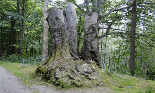 Zdjecie CZECHY / Gry Opawskie  / Park Preissnitza / Byy sobie buki
