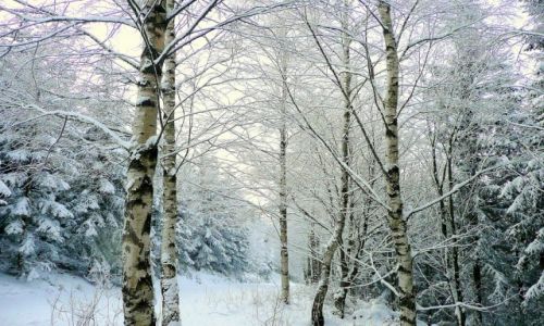 Zdjcie CZECHY / Karkonosze / okolice Pecu / brzozy dzisiaj rano