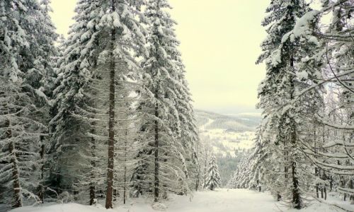 Zdjcie CZECHY / Karkonosze / okolice Pecu / przecinka