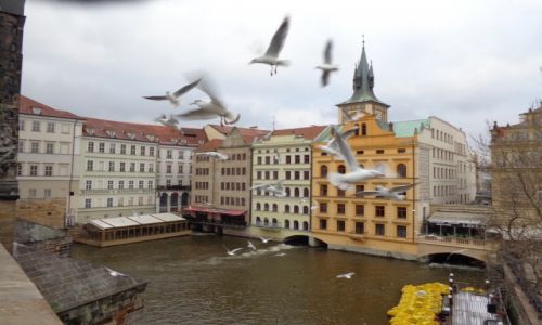 Zdjecie CZECHY / Praga / Mewy nad Wetaw / Wycieczka do Pragi