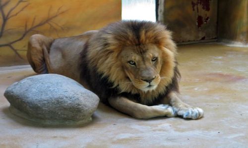 Zdjecie CZECHY / brak / Dvur Kralowe / ZOO