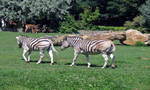 Zdjęcie CZECHY / brak / Dvur Kralowe / ZOO