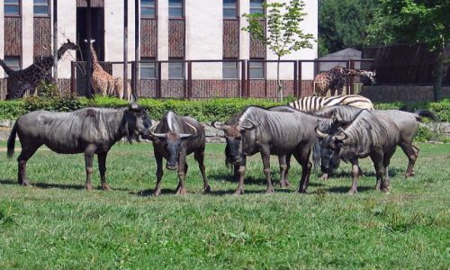 Zdjęcie CZECHY / brak / Dvur Kralowe / ZOO