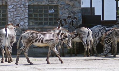 Zdjęcie CZECHY / brak / Dvur Kralowe / ZOO