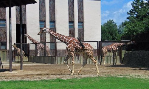Zdjęcie CZECHY / brak / Dvur Kralowe / ZOO