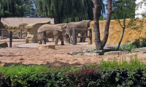 Zdjęcie CZECHY / brak / Dvur Kralowe / ZOO