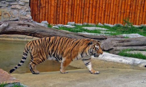 Zdjecie CZECHY / brak / Dvur Kralowe / ZOO
