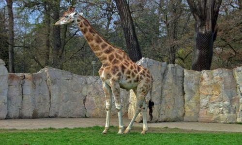 Zdjęcie CZECHY / brak / Dvur Kralowe / ZOO