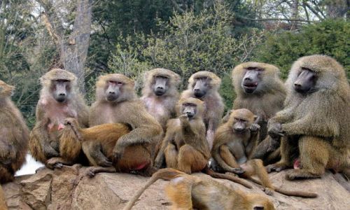 Zdjecie CZECHY / brak / Dvur Kralowe / ZOO