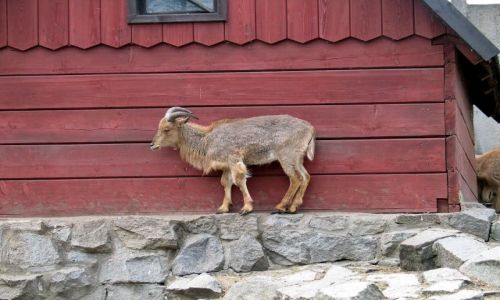 Zdjęcie CZECHY / brak / Dvur Kralowe / ZOO