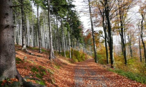 Zdjęcie CZECHY / Sudety / droga do Zlatej Hory / Buczyna