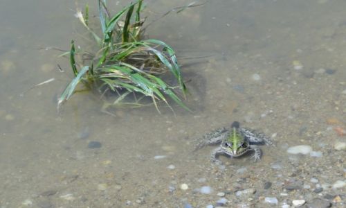 Zdjęcie CZECHY / Bohuszov / Staw rybny / Czeska żaba.....i też patrzy...