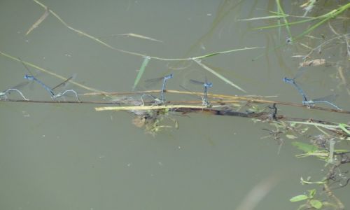Zdjęcie CZECHY / Bohuszov / Staw rybny. / Świtezianki..