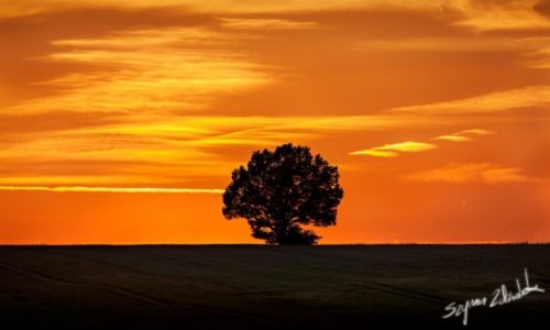 Zdjcie CZECHY / - / Kolnovice / Samotnie