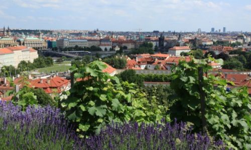 Zdj�cie CZECHY / Praga / Hradczanyj / Krajobraz z lawend�
