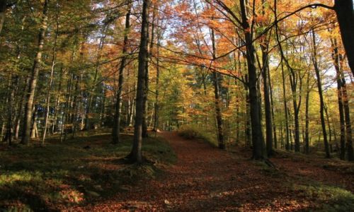 Zdj�cie CZECHY / Morawy / W drodze na Radhost / Barwy lasu