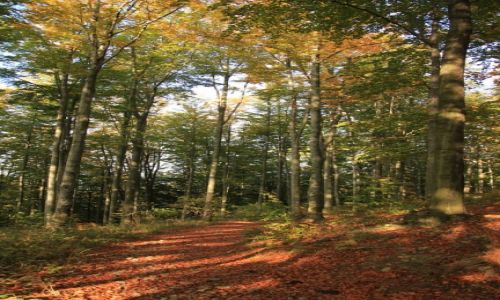 Zdj�cie CZECHY / Morawy / W drodze na Radhost / Le�ne �cie�ki