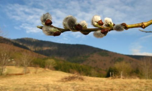 Zdjęcie CZECHY / Beskid Śląsko-Morawski / okolice Łysej Góry / Bazie