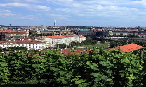 Zdjecie CZECHY / Praga / Hradczany / Praskie winnice